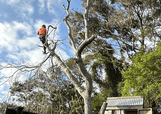 Tree Removal