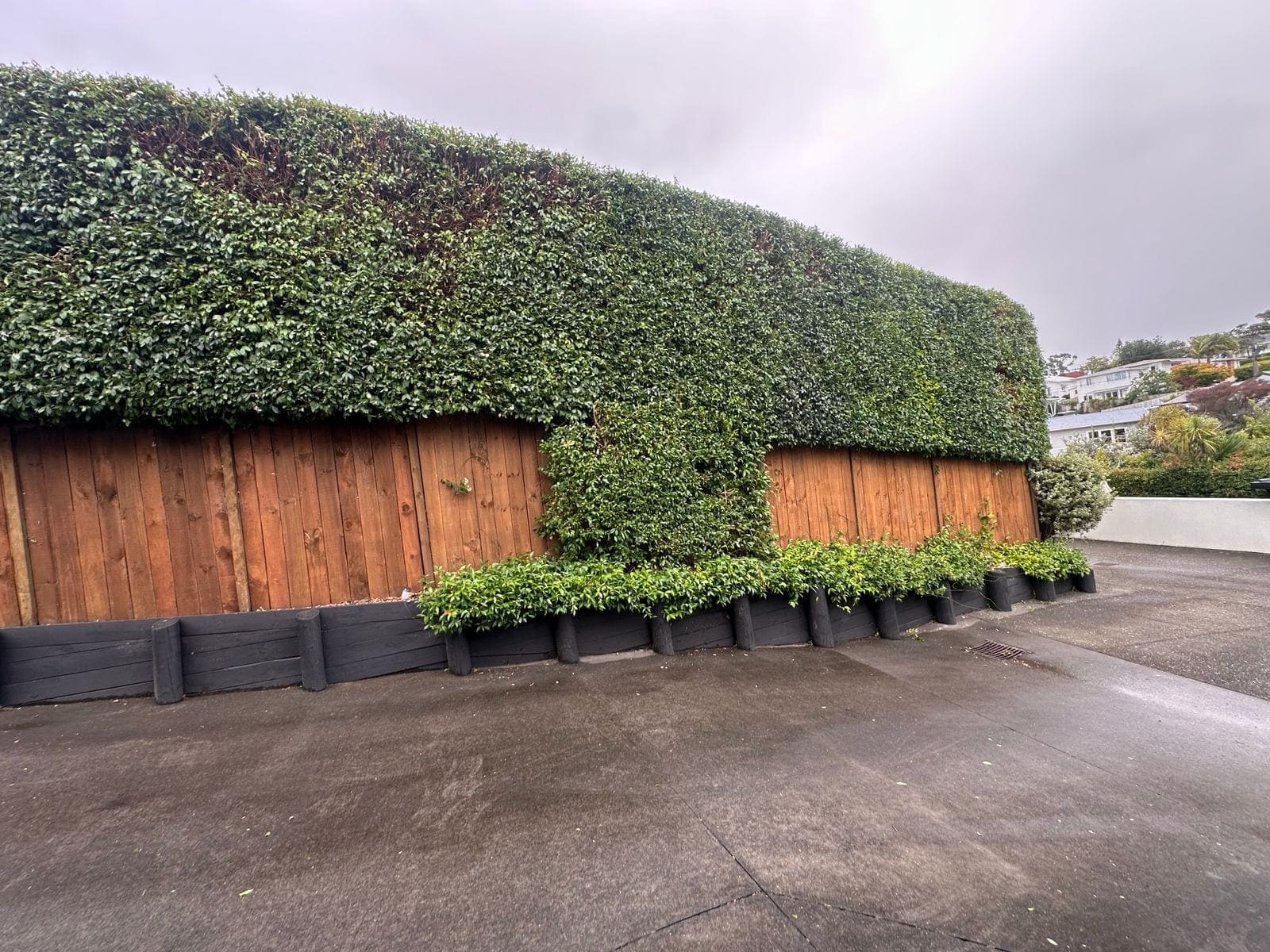 Hedge Trimming