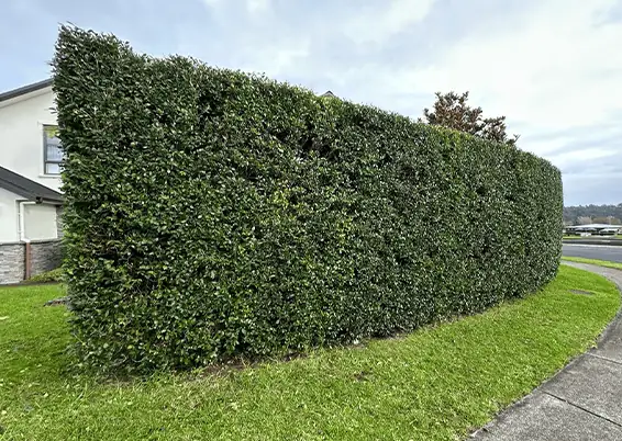 Hedge Trimming