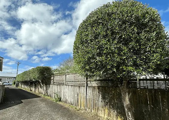 Tree Pruning
