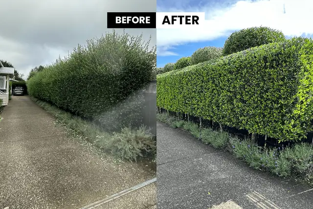 Hedge trimming before and after - Auckland