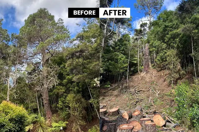 North Shore tree removal before and after