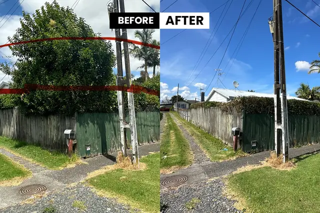 Tree removal before and after - West Auckland